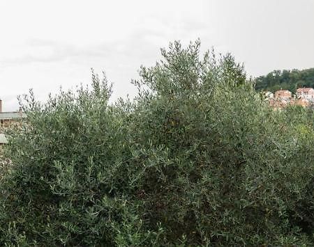 Ferienwohnung Wild Zagara La Spezia Exterior foto